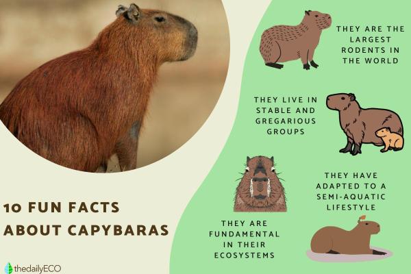 Fun Facts About Capybaras
