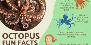 Fun Facts About Octopuses You Didn’t Know
