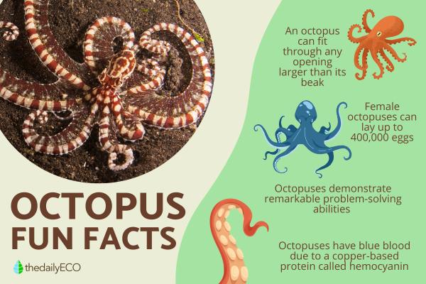 Fun Facts About Octopuses You Didn’t Know