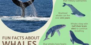 Fun Facts About Whales