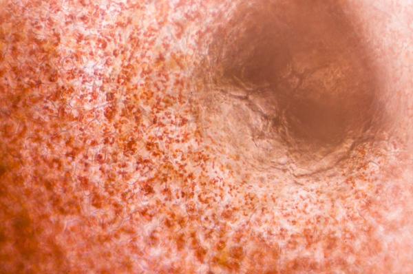 What Are Chromoplasts? - Function of chromoplasts