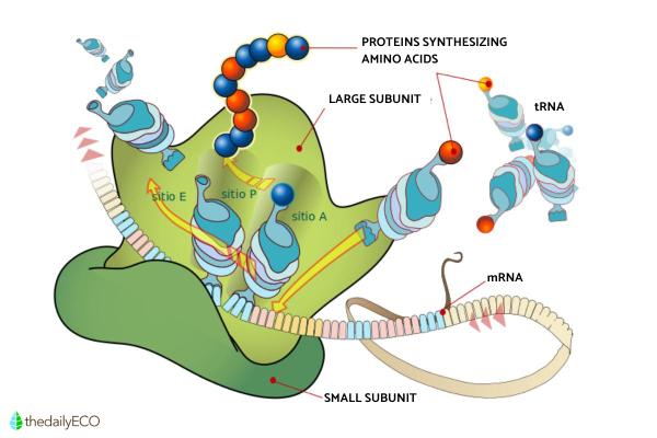 Ribosomes Structure and Function in Biology - Function of ribosomes