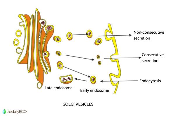 Golgi Apparatus Structure and Function - Function of the Golgi apparatus