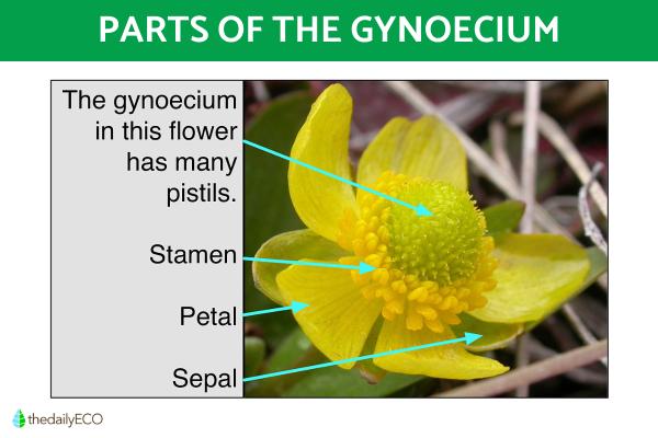 What Are the Gynoecium Parts of a Flower? - Function of the gynoecium