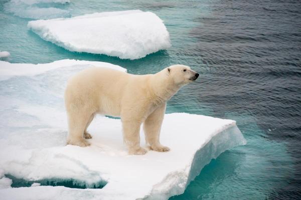 What Are Polar Ice Caps? - Function of the polar ice caps and their importance