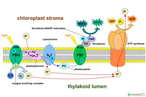 What Are Thylakoids Made Of? - Function of thylakoids