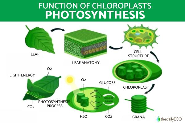 What Is a Chloroplast and Its Function? - Functions of chloroplasts