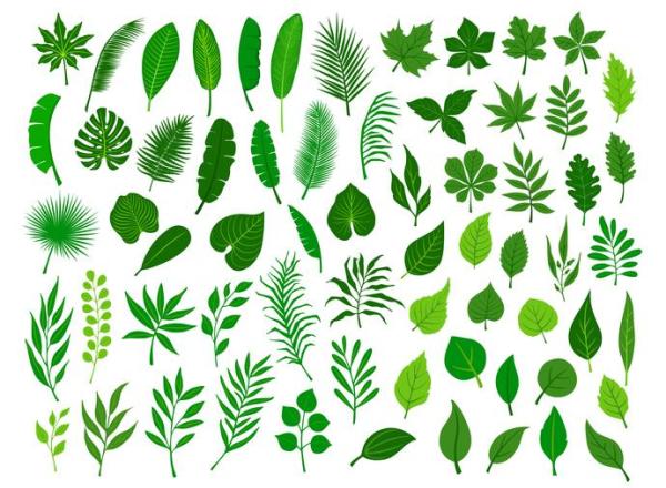 Parts of a Leaf Diagram and Functions - Functions of parts of a leaf