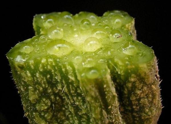 What Is Sap in a Tree? - Functions of sap