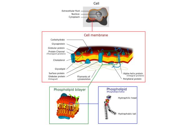 What Is the Plasma Membrane and Its Function? - Functions of the plasma membrane