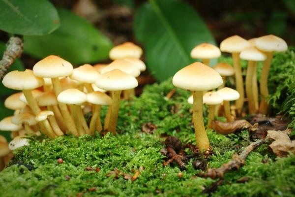 10 Fun Fungi Facts - Fungi are a kingdom of their own