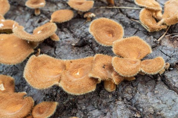 10 Fun Fungi Facts - Fungi are the ultimate recyclers