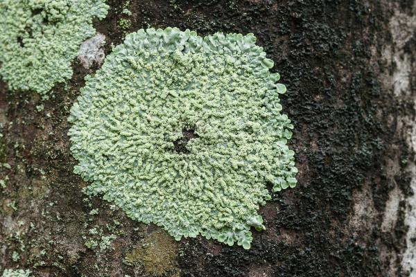10 Fun Fungi Facts - Fungi often team up with other organisms