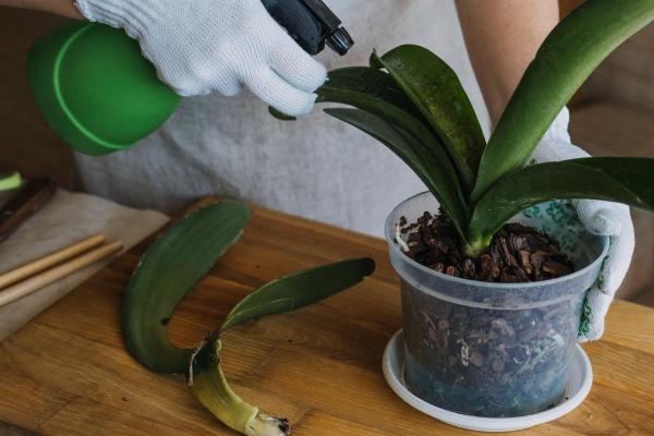 Most Common Orchid Diseases and Pests - Fusariosis