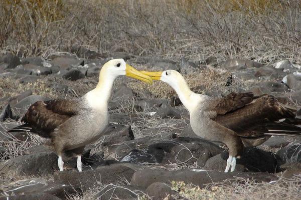 Endangered Wild Animals in Ecuador - Galapagos albatross (Phoebastria irrorata)