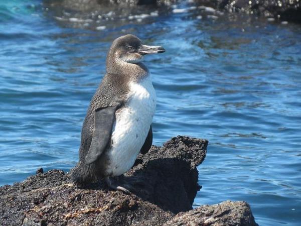 Endangered Wild Animals in Ecuador - Galapagos penguin (Spheniscus mendiculus)