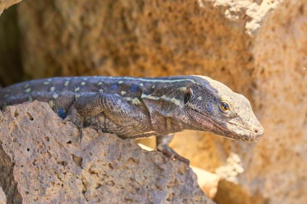 Different Types of Lizards - Gallot's lizard