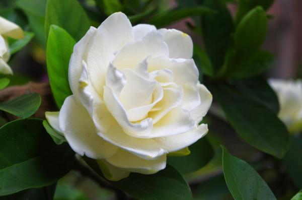 Flowers That Look Like Roses - Gardenia
