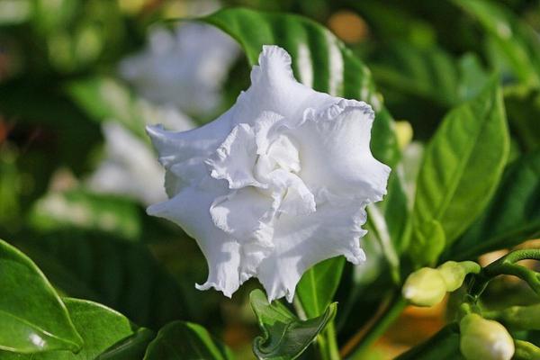 White Flower Plants for the Garden - Gardenias (Gardenias)