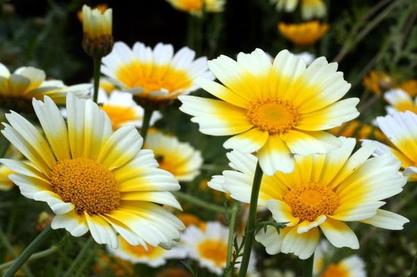 Annual Flowering Plants Definition - Garland chrysanthemum (Chrysanthemum coronarium)