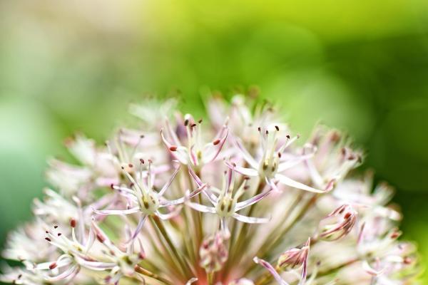 Plants That Repel Mosquitoes - Garlic (Allium sativum)