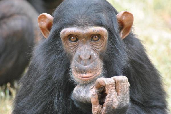 How Similar Are Humans and Chimpanzees? - Genetic similarities