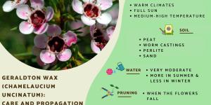 Geraldton Wax Plant Care and Propagation