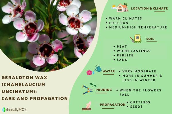 Geraldton Wax Plant Care and Propagation