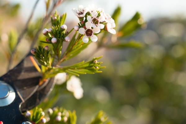 Geraldton Wax Plant Care and Propagation - Geraldton wax propagation