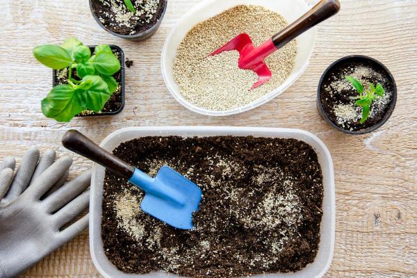 Geraldton Wax Plant Care and Propagation - Geraldton wax soil and fertilizer