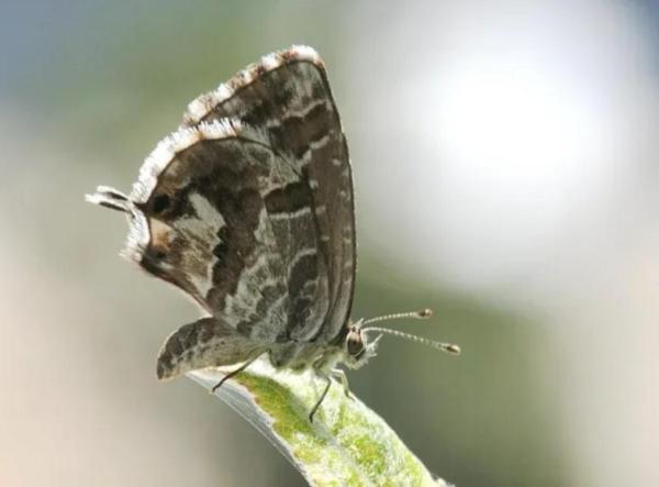 How to Care for a Geranium - Geranium diseases and pests