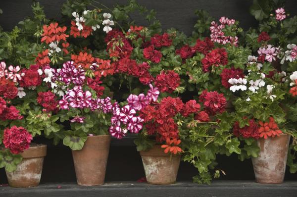 Plants With Flowers That Bloom All Year - Geranium (Geranium spp.)
