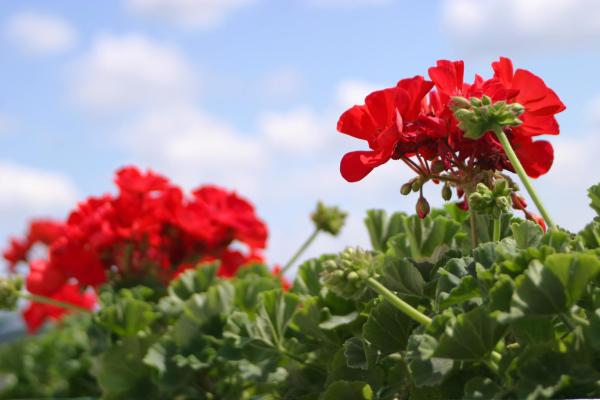 How to Care for a Geranium - Geranium light and location