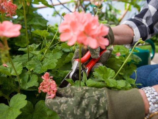How to Care for a Geranium - Geranium pruning