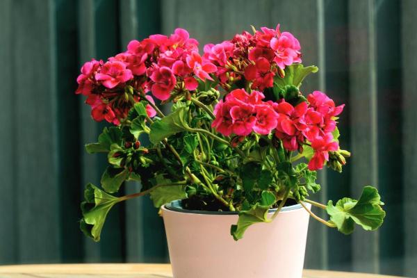 10 Flowers That Bloom in May - Geraniums (Pelargonium spp.)