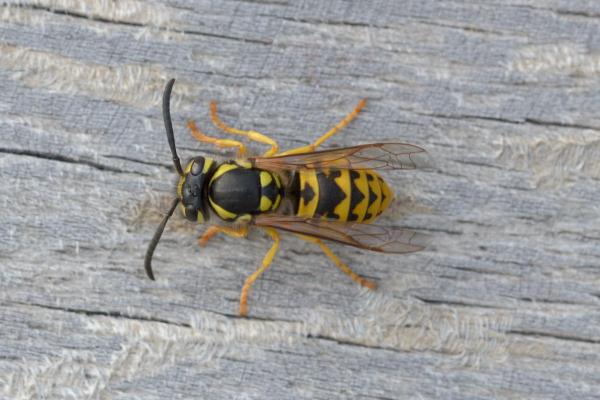 Types of Wasps and Hornets in Spain - German yellowjacket (Vespula germanica)