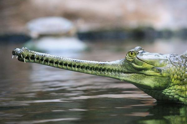 Types of Piscivorous Animals With Examples - Gharial