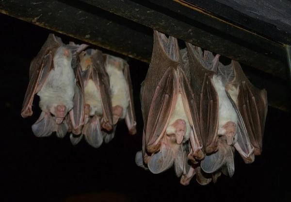 Largest Bats in the World - Ghost bat