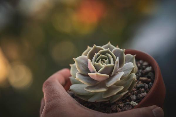 Ghost Echeveria Plant Care - Echeveria Lilacina - Ghost echeveria characteristics