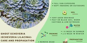 Ghost Echeveria Plant Care - Echeveria Lilacina