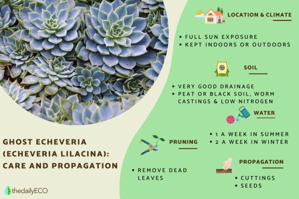 Ghost Echeveria Plant Care - Echeveria Lilacina