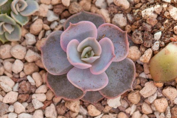 Ghost Echeveria Plant Care - Echeveria Lilacina - Ghost echeveria soil and fertilizer