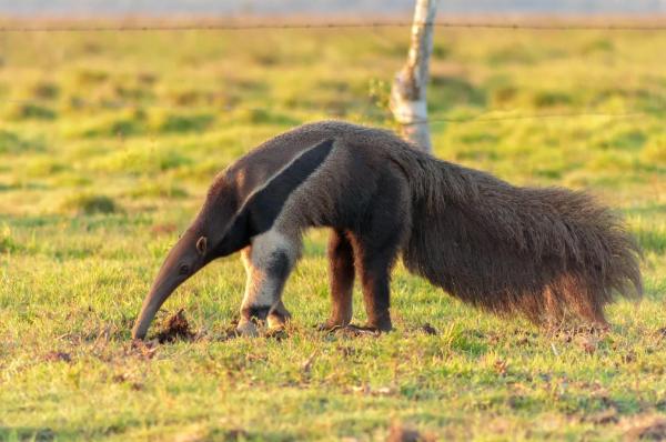 What Animals Eat Ants? - Giant anteater