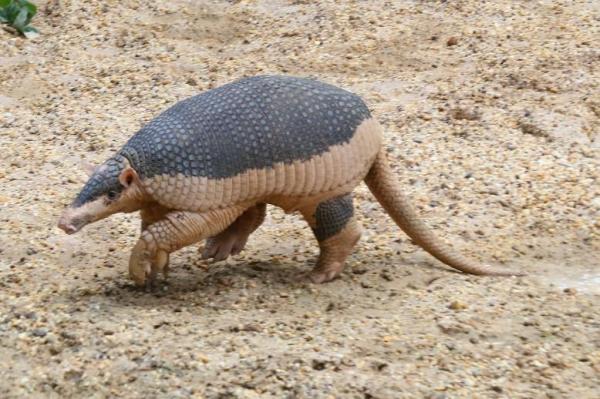 What Animals Eat Ants? - Giant armadillo