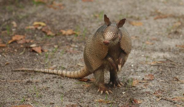 Endangered Wild Animals in Ecuador - Giant armadillo (Priodontes maximus)
