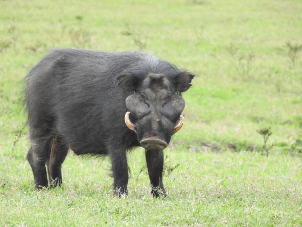 Different Types of Swine Species - Giant forest hog (Hylochoerus meinertzhageni)