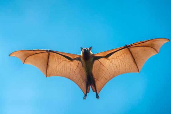 Largest Bats in the World - Giant golden-crowned flying fox