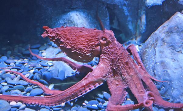 Different Types of Octopus Species - Giant Pacific octopus (Enteroctopus dofleini)