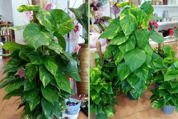 Different Pothos Plant Varieties - Giant Pothos or Pothos grandis