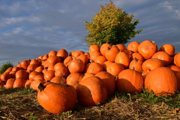 Types of Pumpkins - Big and Small - Giant pumpkin (Cucurbita maxima)
